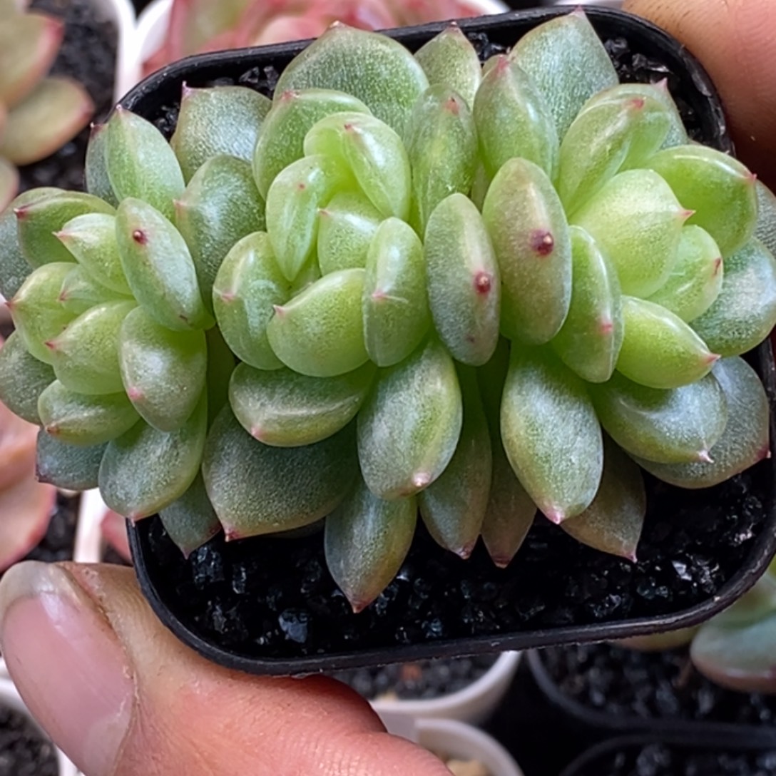 天官赐福百无禁忌