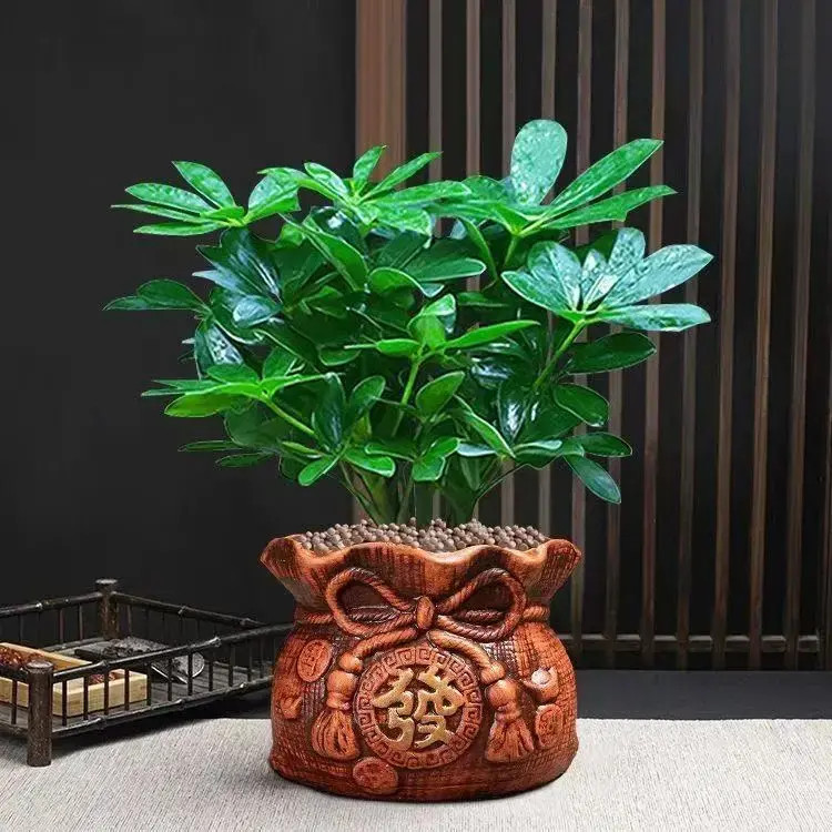 八方来财四季绿植花卉水培植物七叶莲招财树室内植物水养盆栽好养