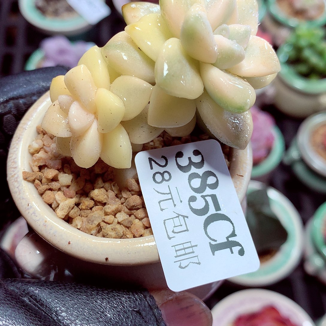 5厘米盆精控多肉385