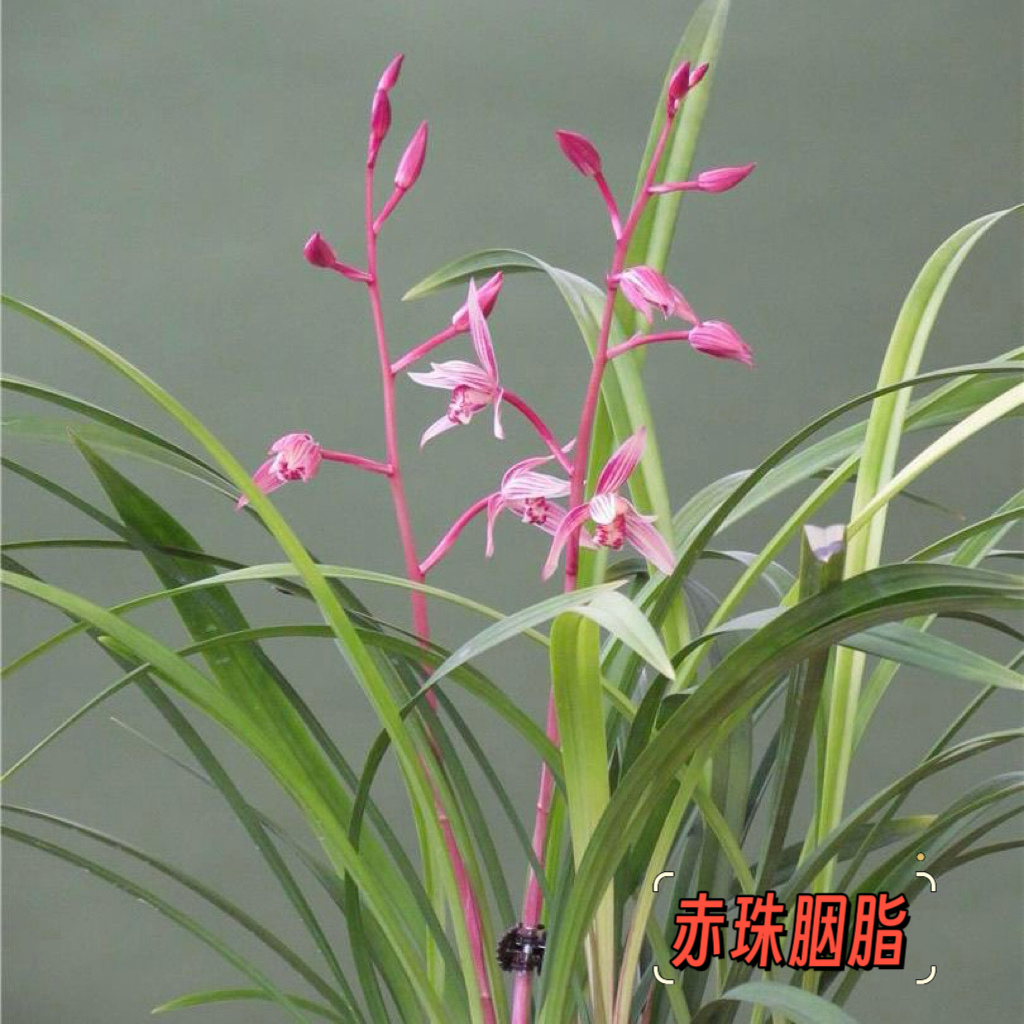 赤珠胭脂建兰正品办公室园艺绿植庭院阳台花盆茶座