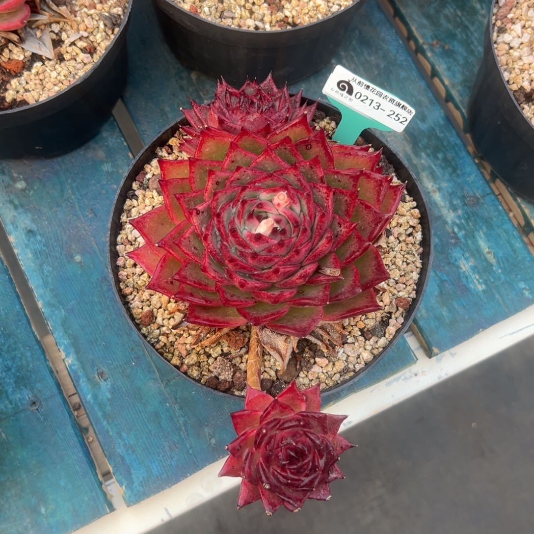 多肉一物一拍0216-252