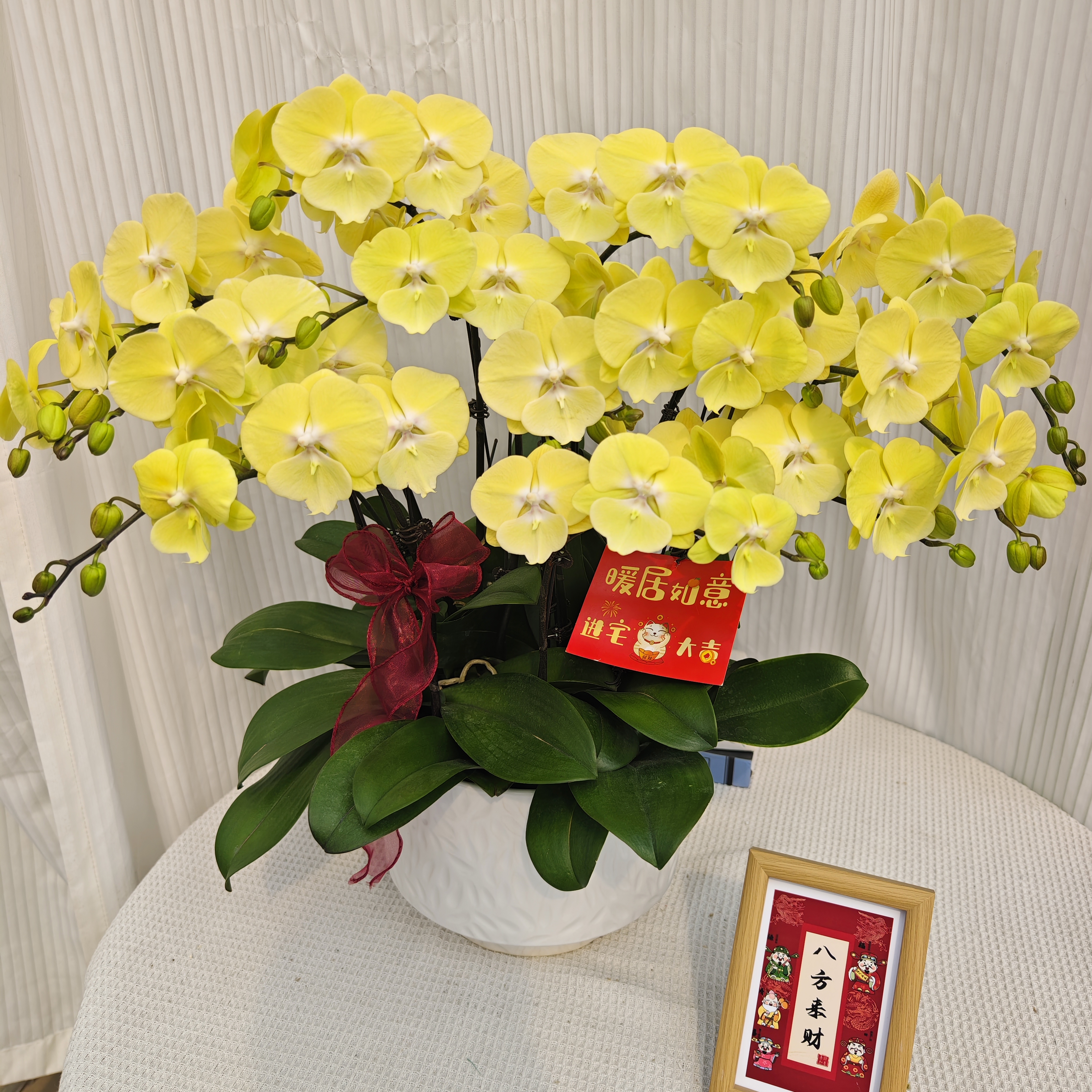 蝴蝶兰《大吉大利》黄色系花蝴蝶兰 带花带花苞 室内美化新鲜绿植