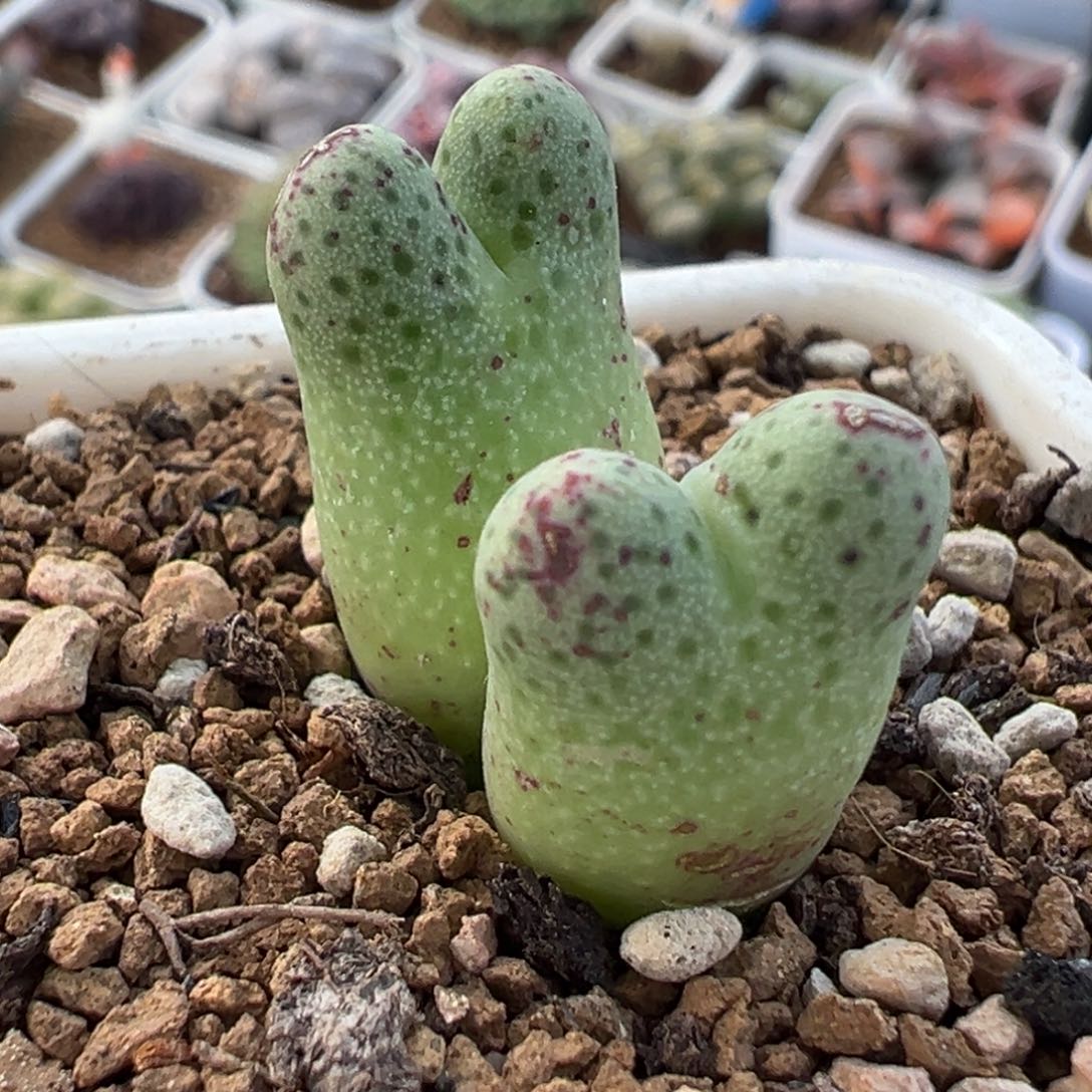 652多肉植物种类多样