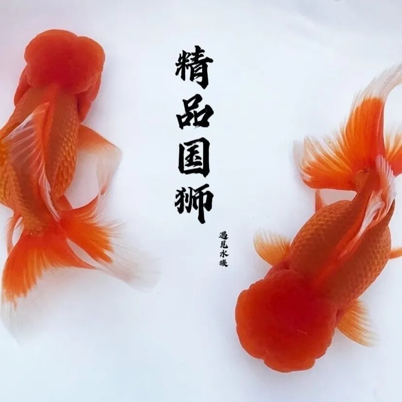 8 - 10cm鸿运当头狮子头金鱼龙睛冷水鱼苗好养耐活