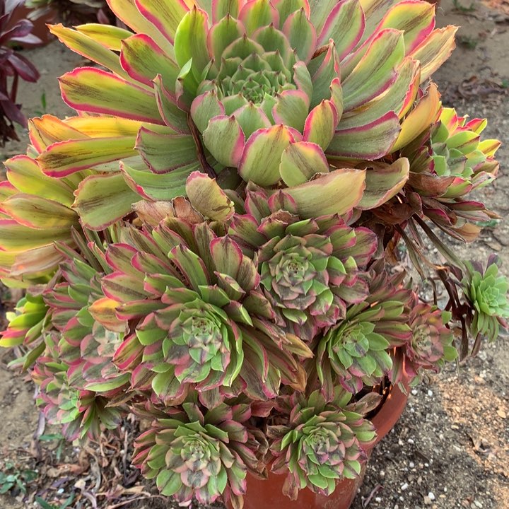 不包损63号花脸粉黛老桩