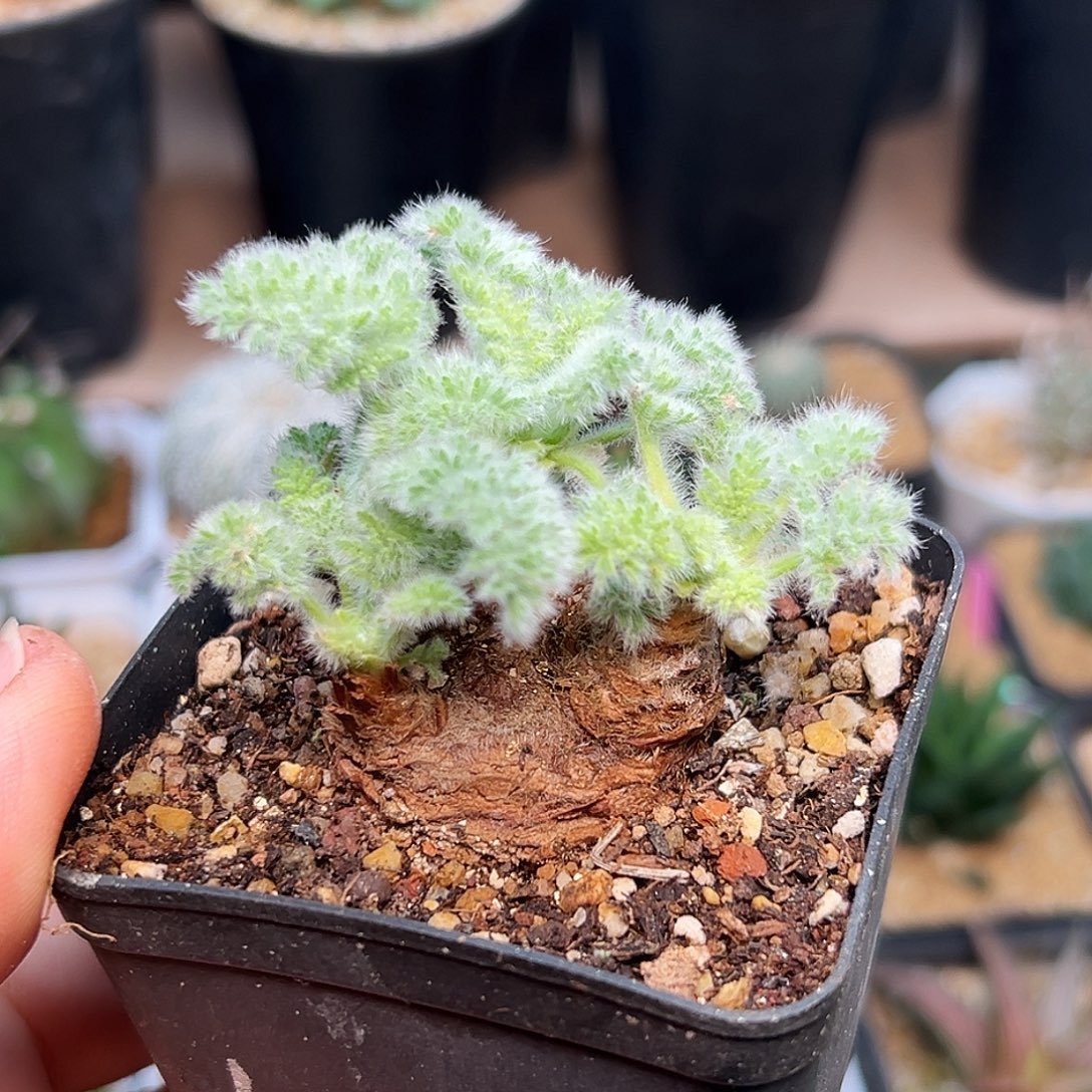 向***）羽叶洋葵母本一颗3.3cm