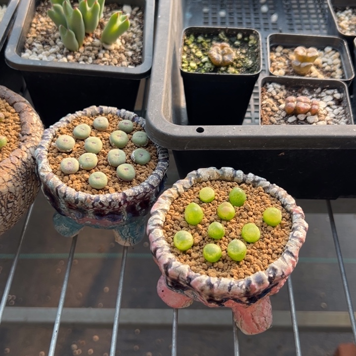 4颗富士之雪量拍根短111