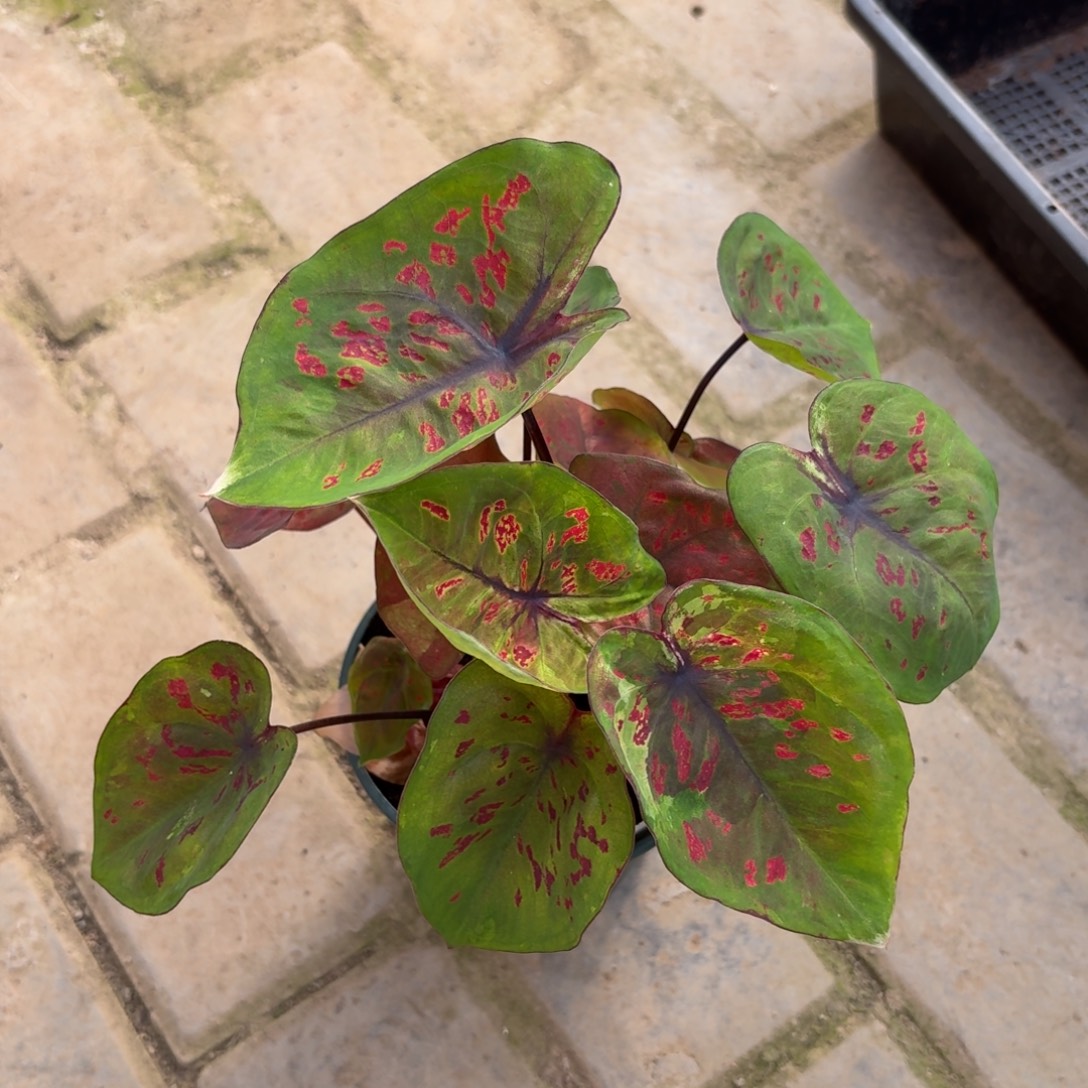 红魔。泰国彩叶芋40-1129