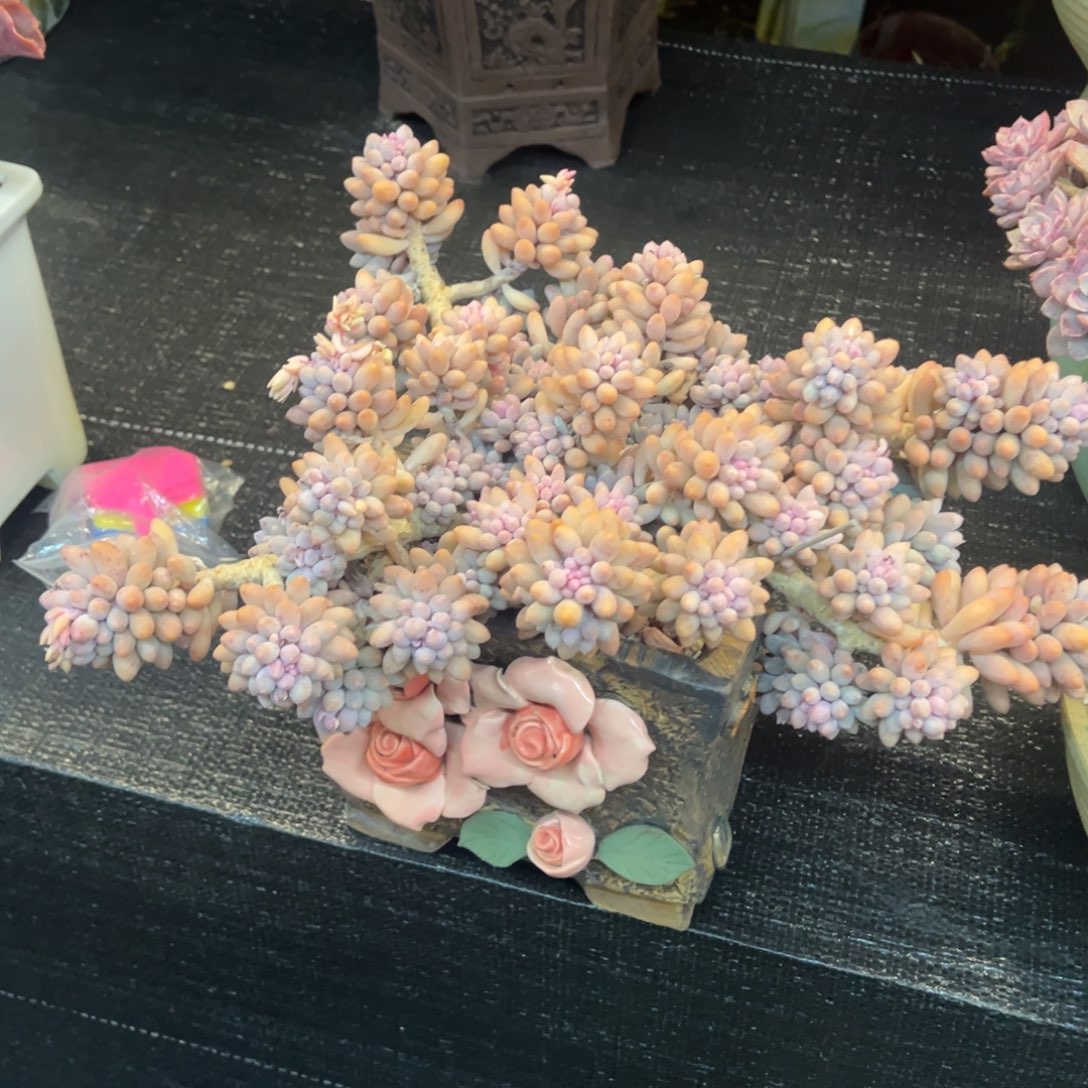 老桩无砍婴儿手指福利价