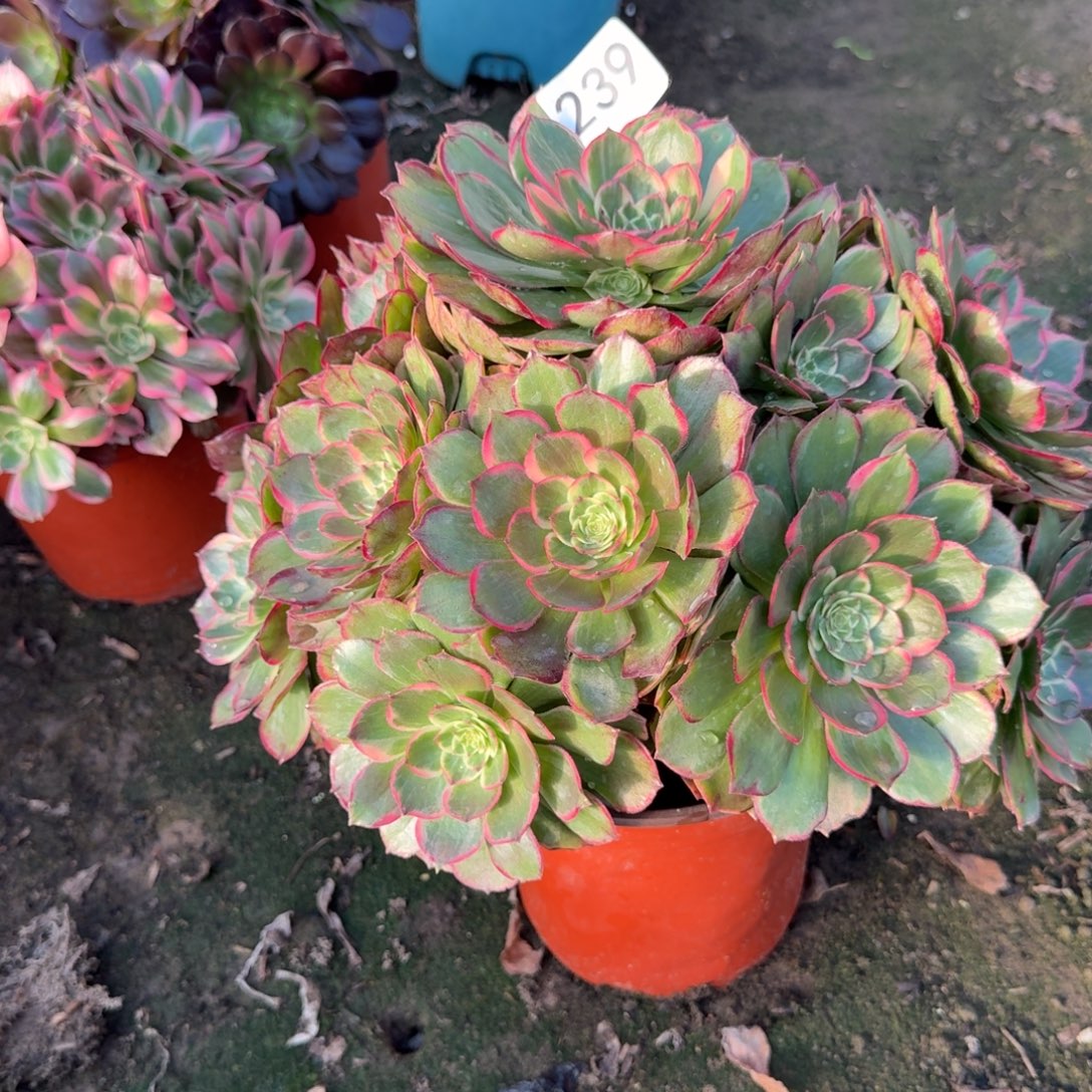 粉花妖239号法师多肉法师