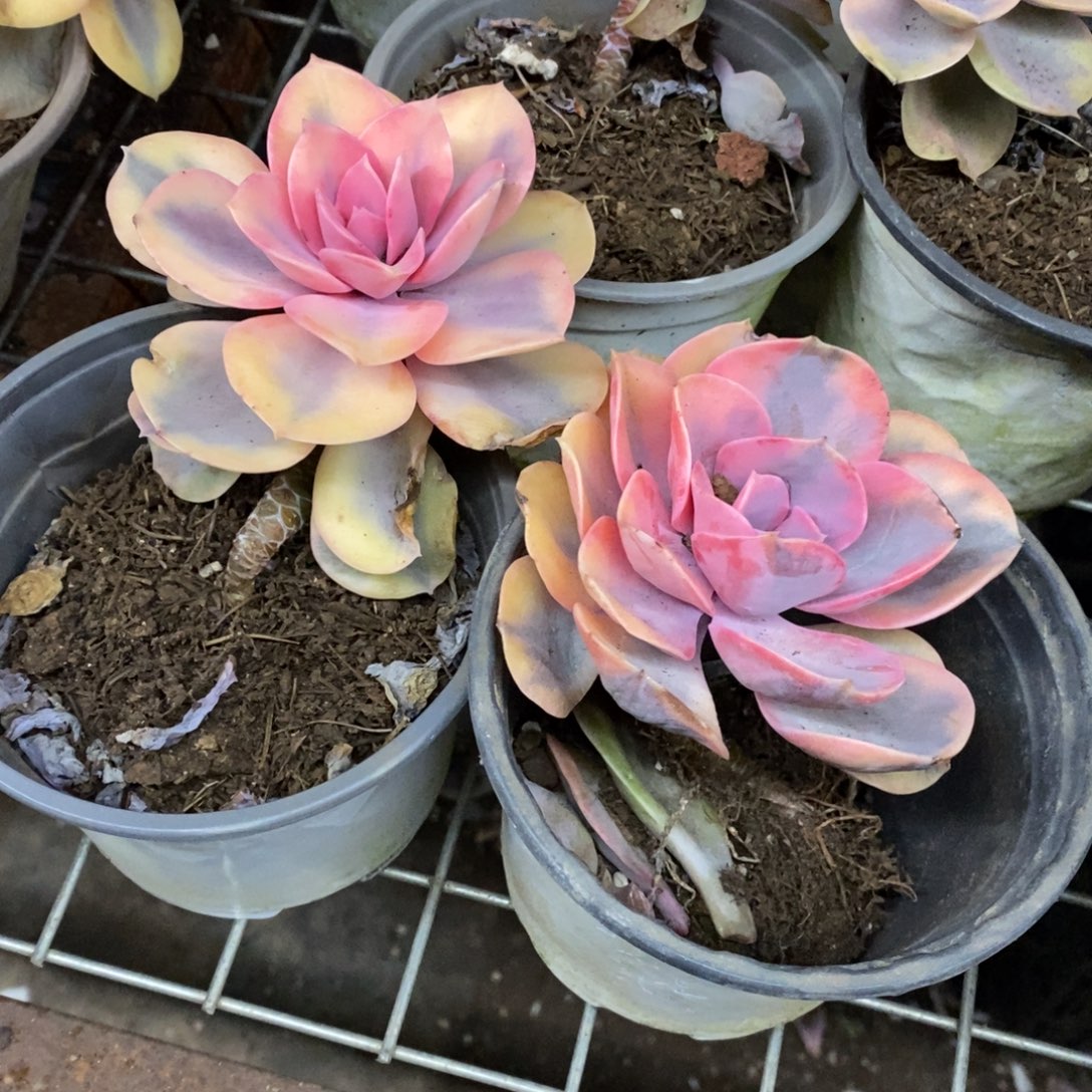 彩虹单头老桩两盆