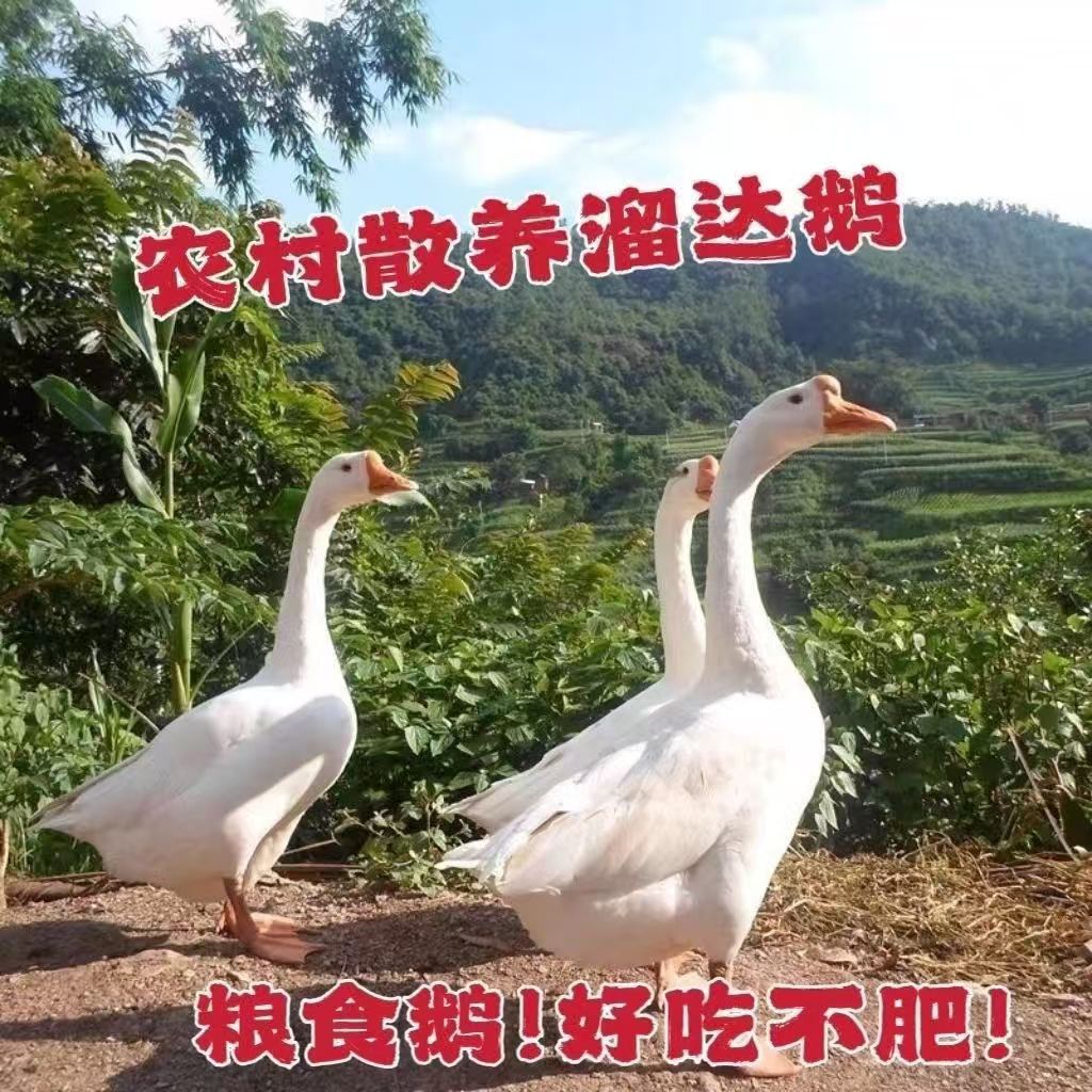 北方散养笨大鹅（顺丰冷链包邮）