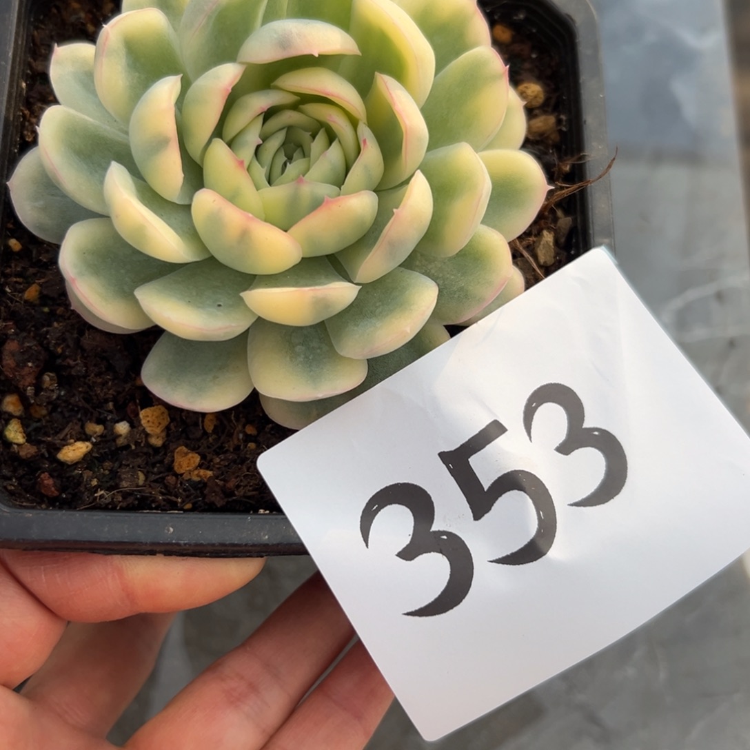 月***了353、吃吃吃吃吃吃吃吃吃吃