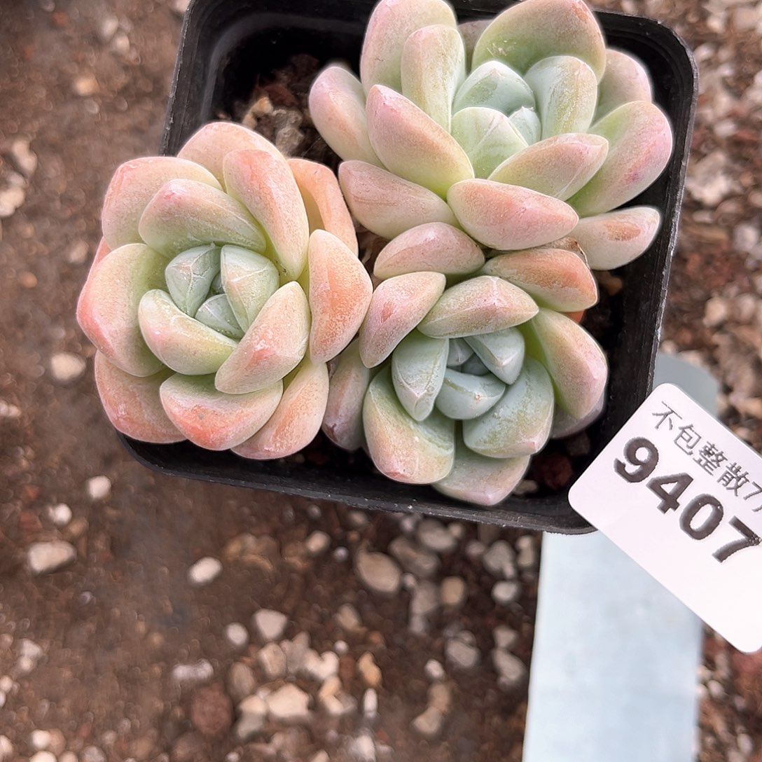 阿雅园艺。       9407