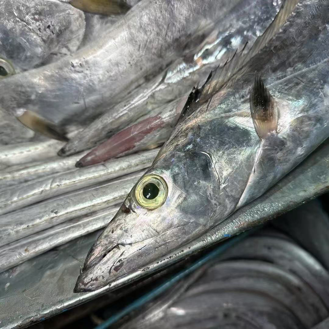 广东汕尾本港海捕青章黄边带鱼新鲜