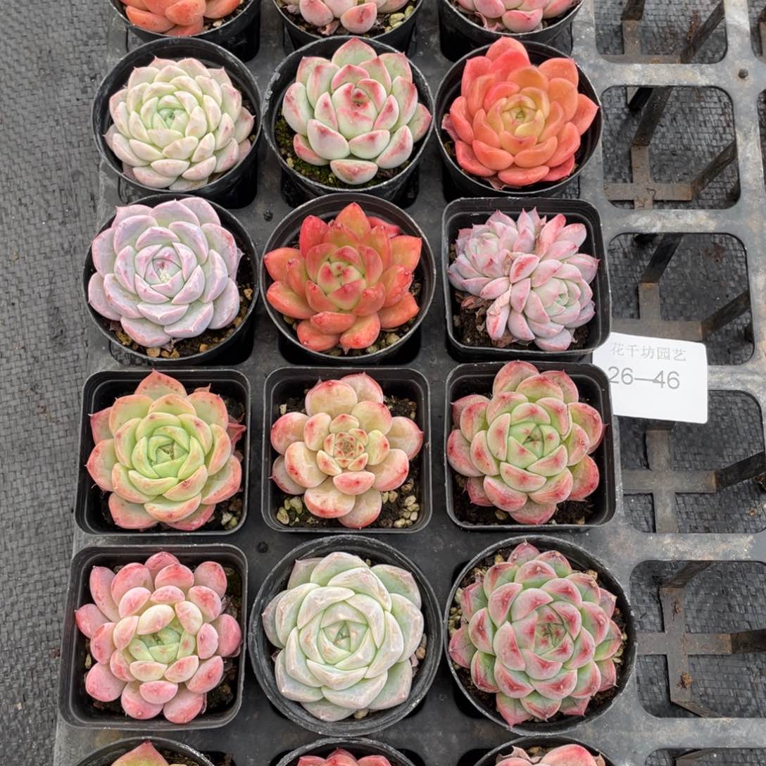 一物一拍18棵26-46