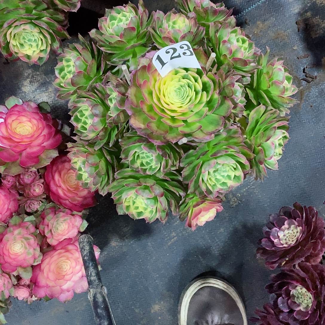 海王123多肉法师植物