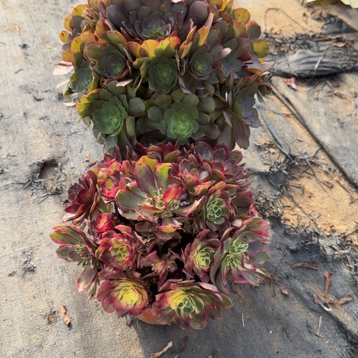 30-99万圣节家海王朵朵处理不包售后