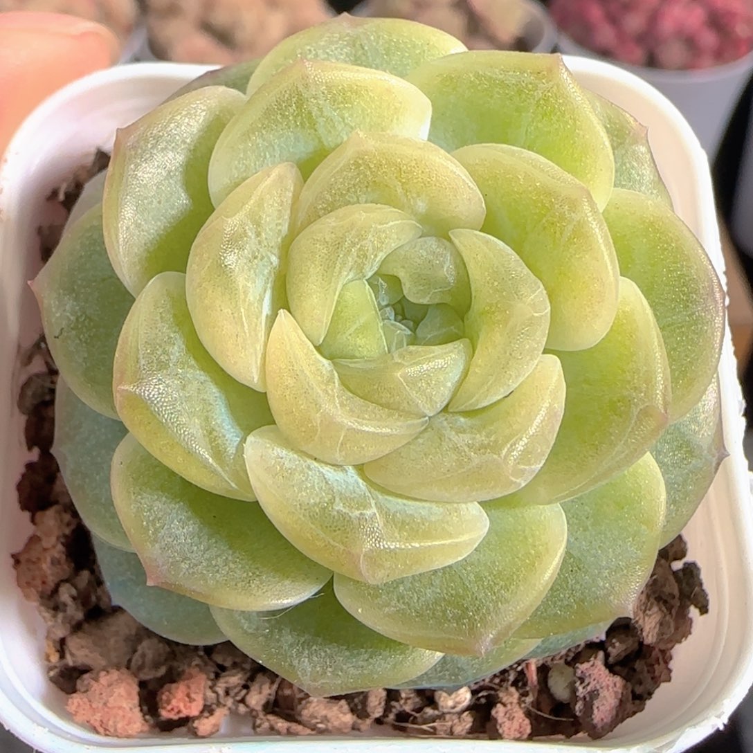 多肉1230-156无尽灯