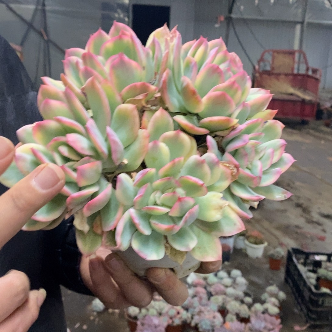 绮罗仙子锦五大头起发