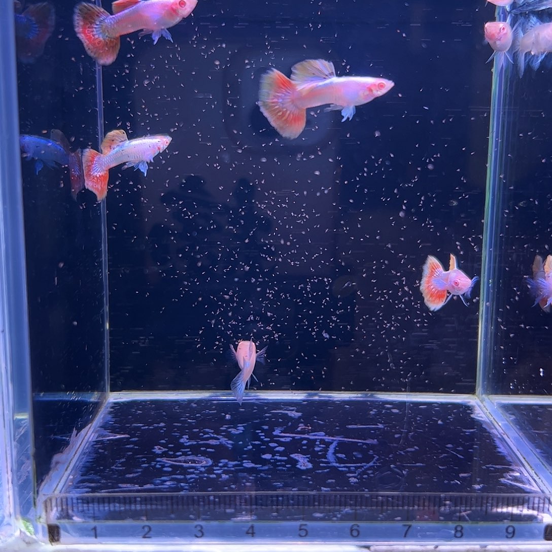 孔雀鱼阿诺比象耳4公2母
