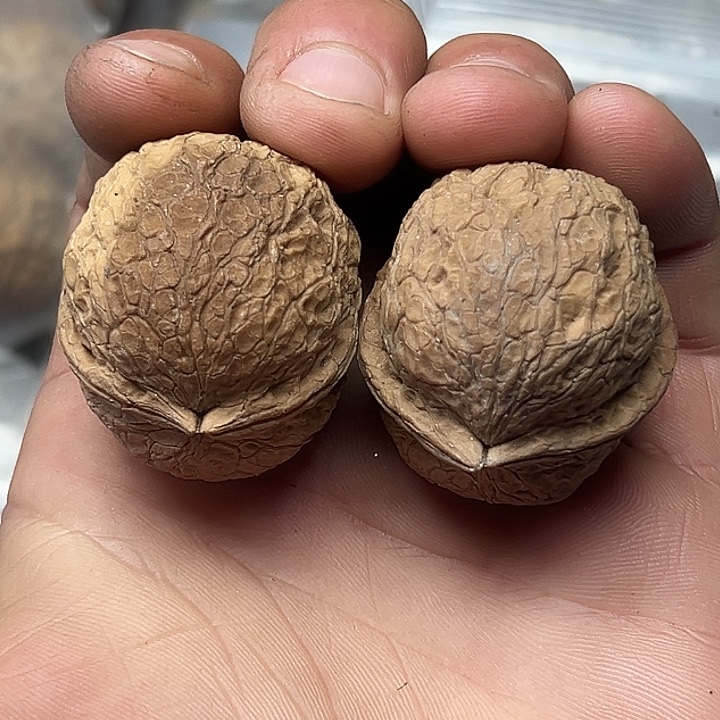 核桃80号花彩蛇球37尺