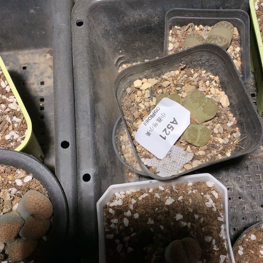 固**?A521多肉植物保护研究所