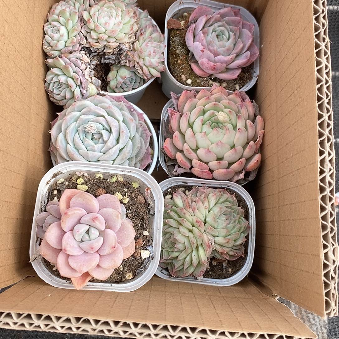 莲花座6个 9.9包邮 5096