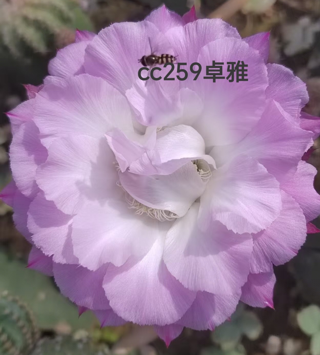 彩草cc259卓雅侧芽歪 满28包邮非偏远