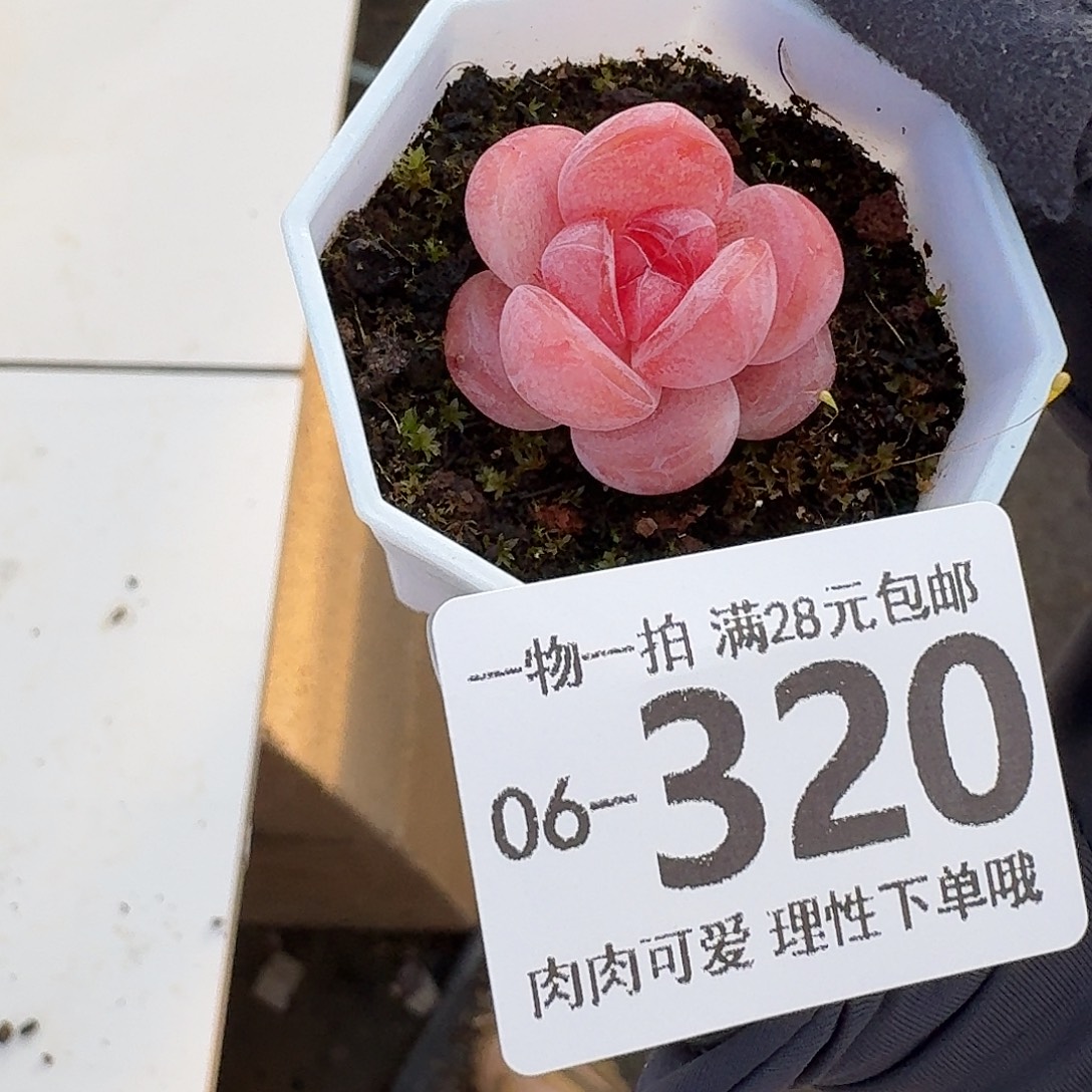 玉兔无盆土发货无