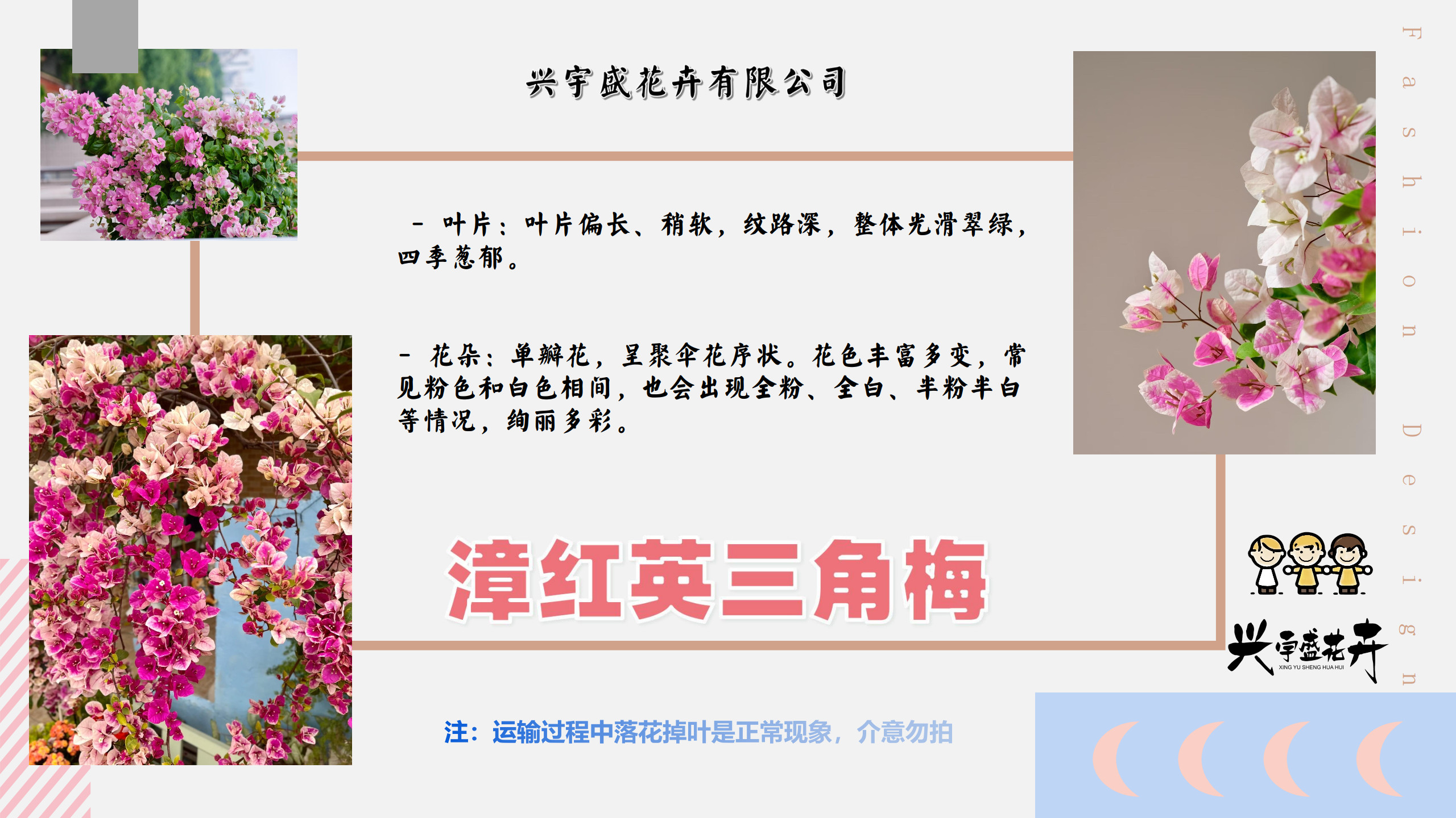 【漳红樱】带盆土观赏渐变勤花三角梅