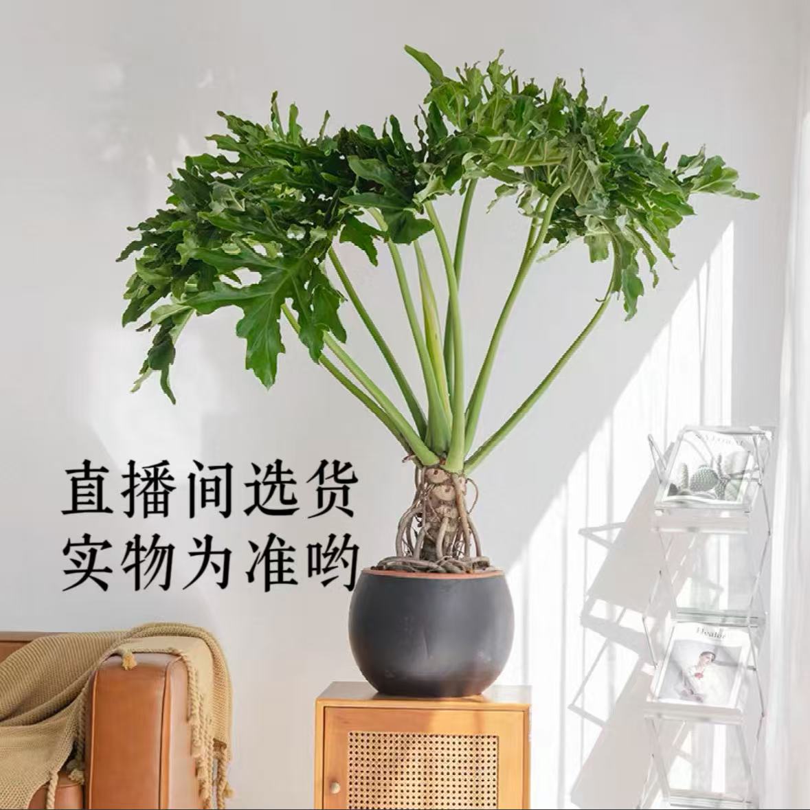 老桩龙鳞春羽土培室内绿植净化空气好养喜乔新居乔迁送礼