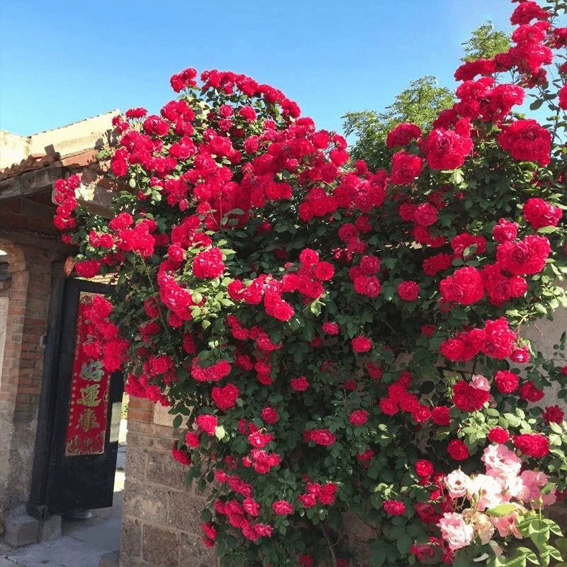 红木香爬藤月季耐寒开花机器四季开花月季花