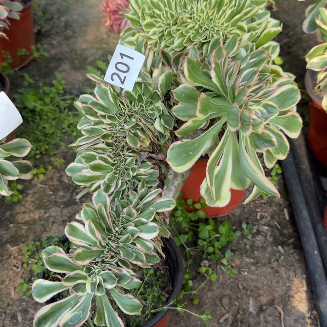 燕资缀201号法师多肉法师