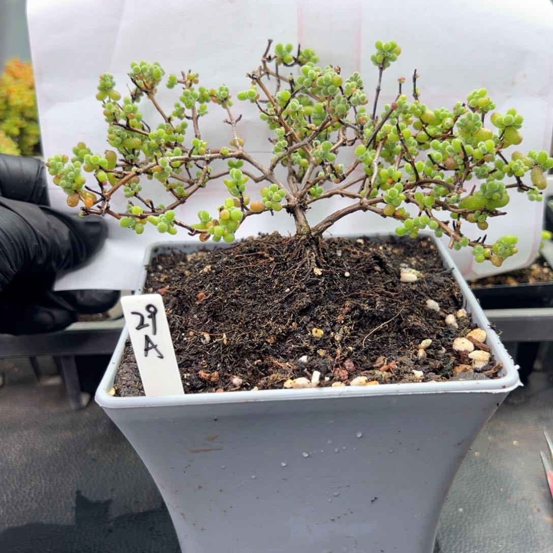 老桩造型根翡翠29号