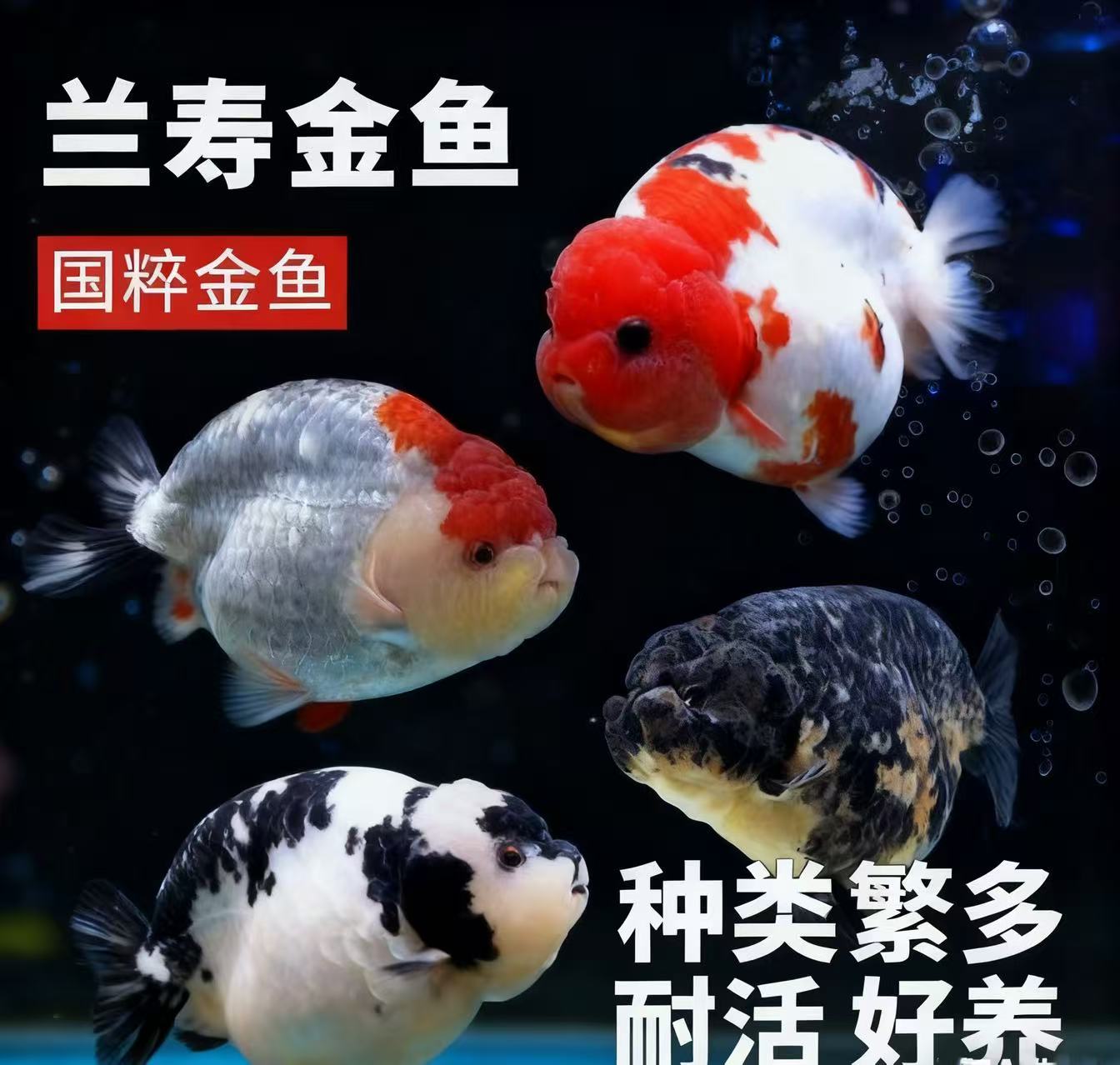 兰寿白虎齐腮红金鱼活体冷水淡水观赏鱼好养耐活可爱鱼苗