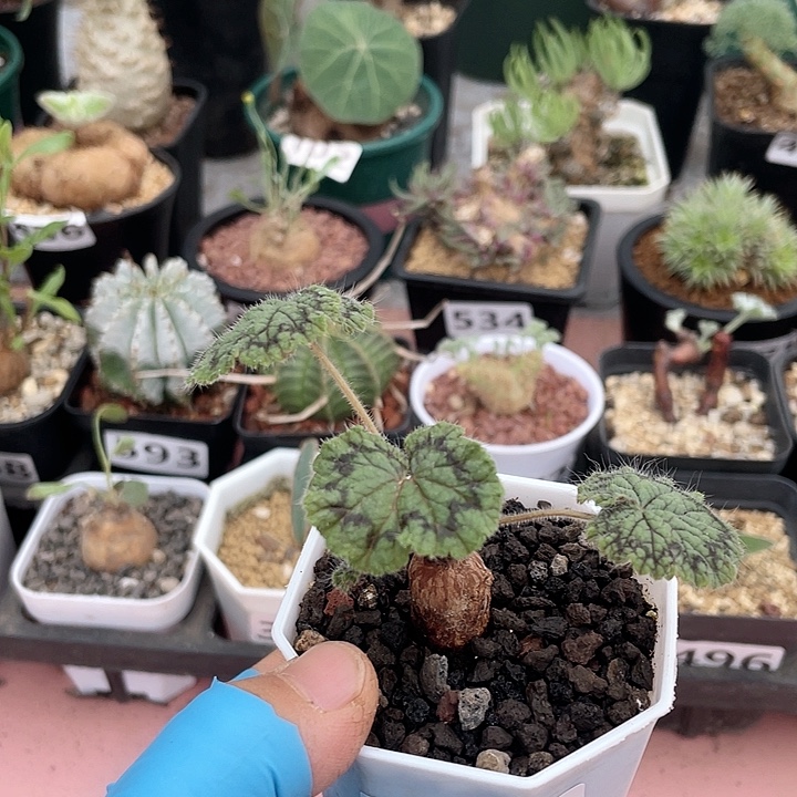 822紫背圆叶杨葵，