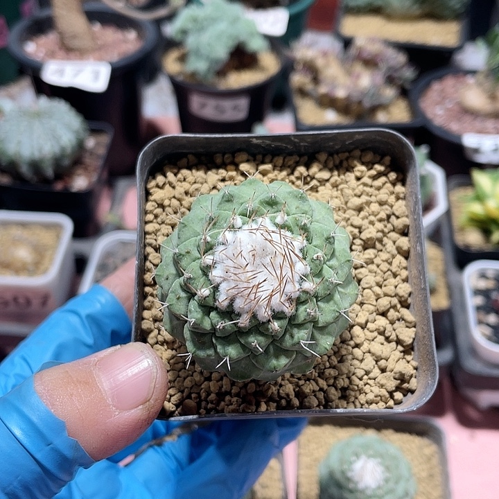 静***观761实生菊水仙人球