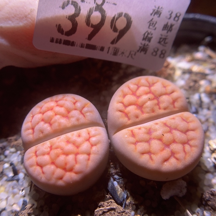 精品生石花26.399