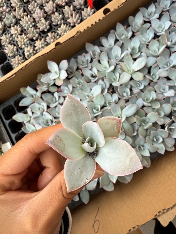 01精品广寒宫穴苗两颗一组