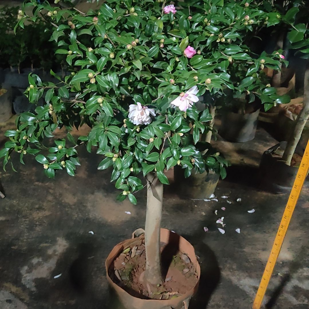 全部花苞还珠格格不包邮