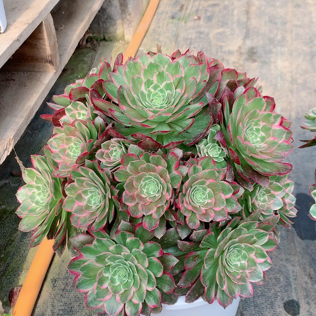 【闪购商品】漫**光莲花，多肉