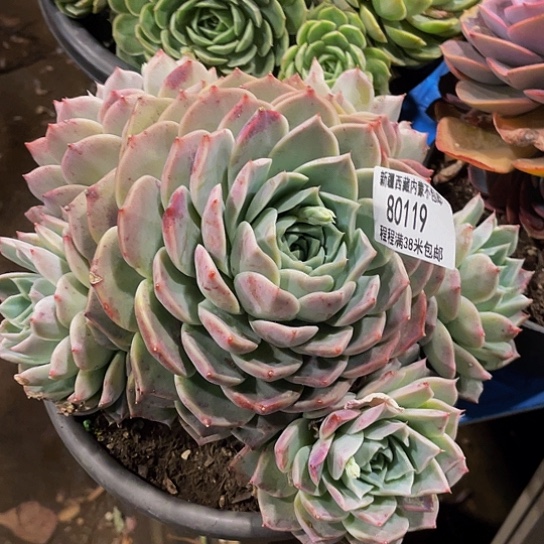暖*海林娜80119多肉