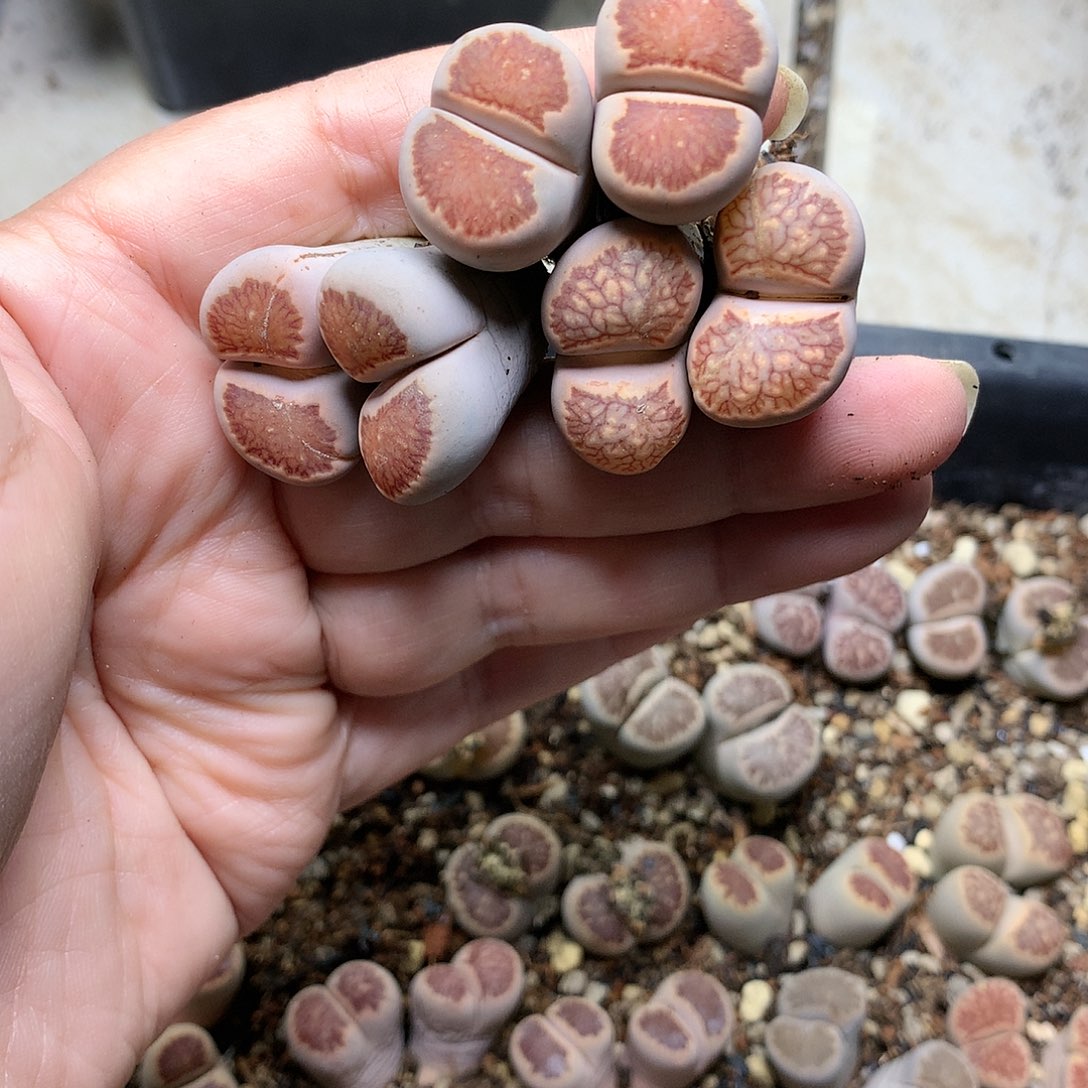 一**四G152多肉植物保护研究所