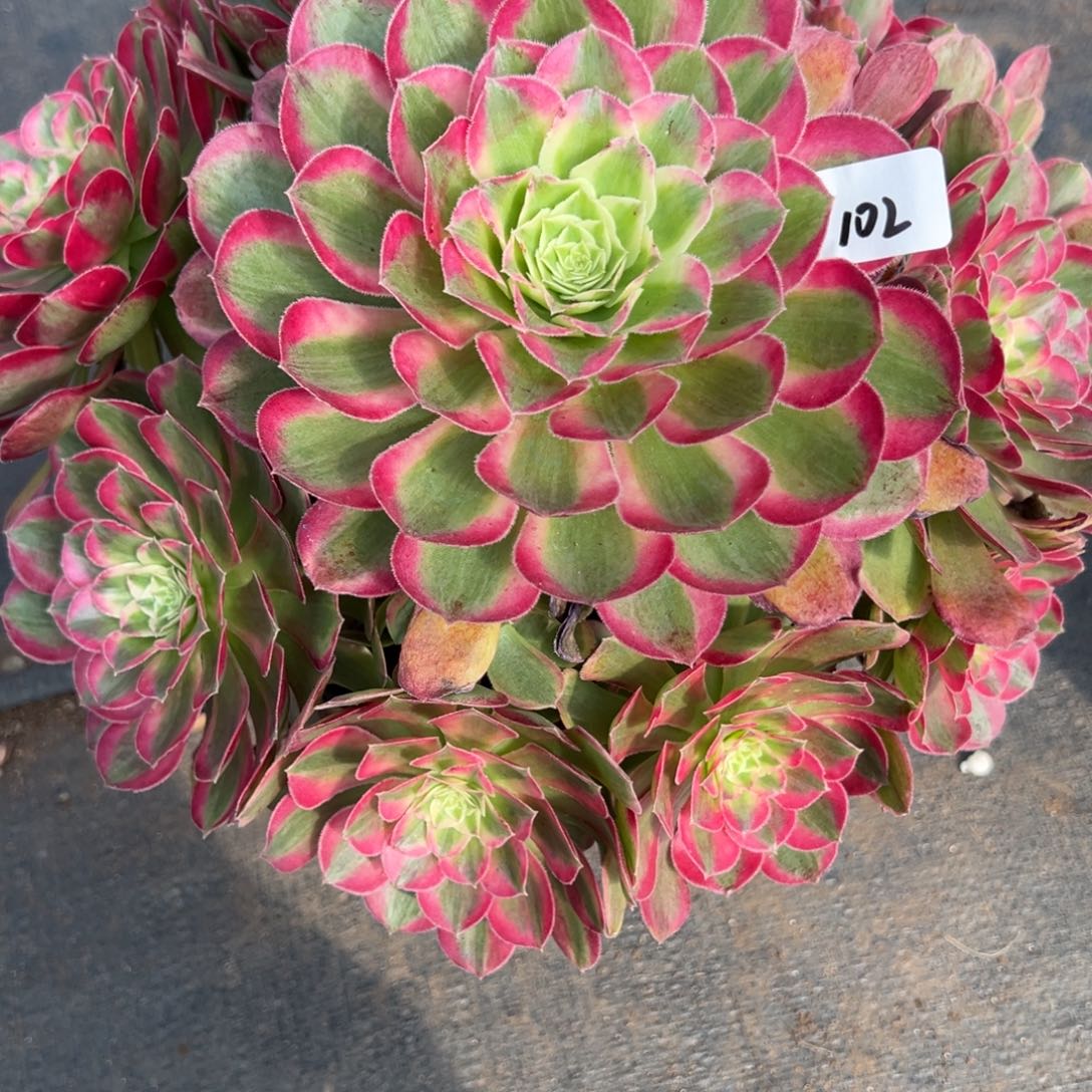 102孔雀翎多肉多肉多肉