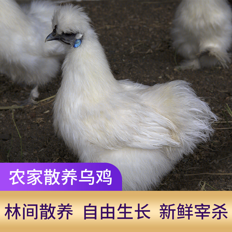 白凤乌鸡3只装 农家山林散养乌鸡 每只约800g