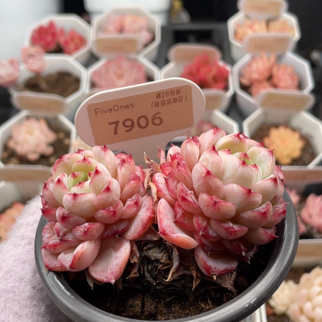 天鹅绒7906-8.5厘米