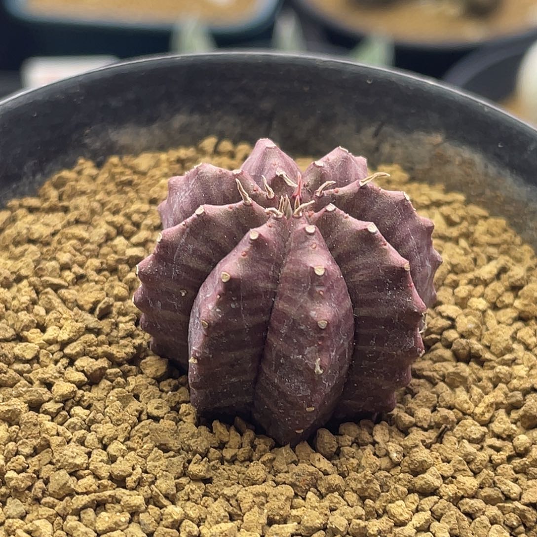 实生艳肌角尤高棱神玉布纹球