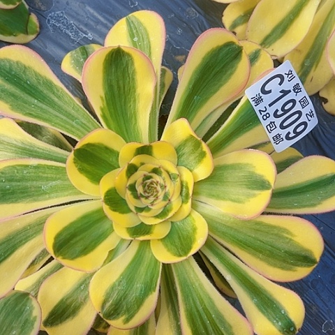 1909王妃多肉植物法师