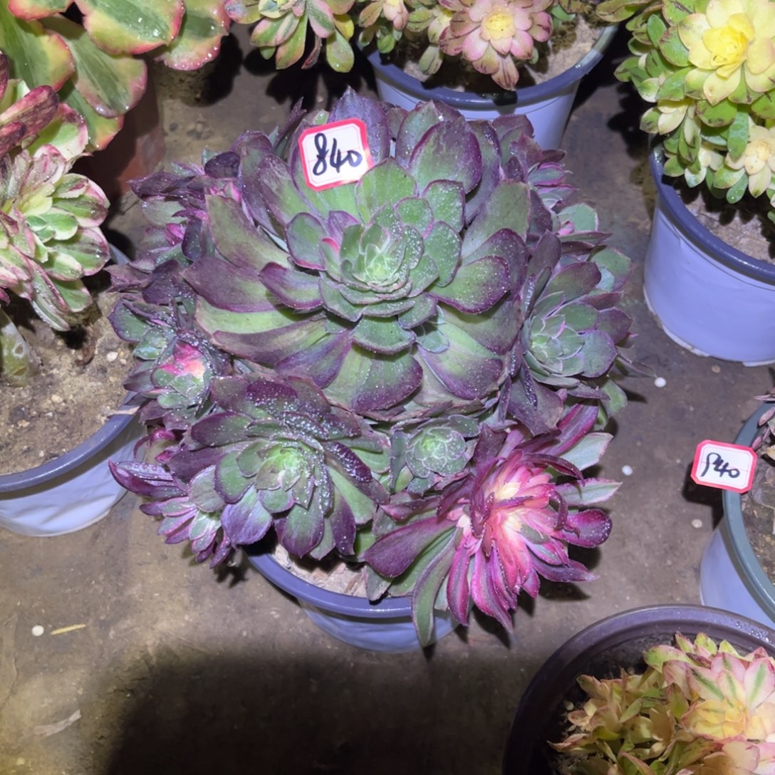 840多肉植物黑魔锦变异桩子不直